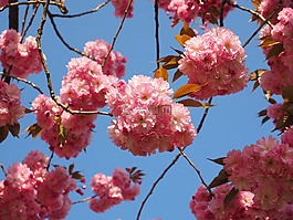 樱花,日本樱花,气味
