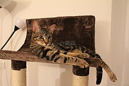 猫,狸花猫,小猫