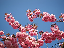 樱花,日本樱花,气味
