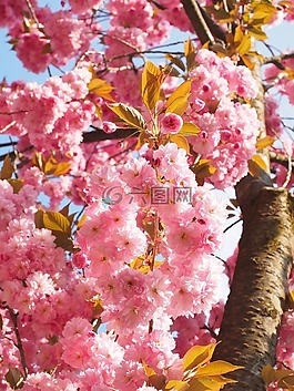 樱花,日本樱花,气味