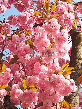 樱花,日本樱花,气味