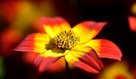 金玛丽,两个牙齿,开花