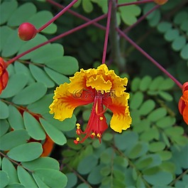 花,红色,橙色
