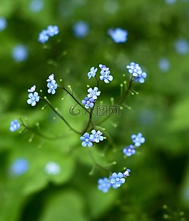 不要忘了我,花,绿色