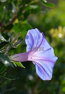 ide,花卉,植物