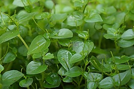 蔬菜为螃蟹,蔬菜越南,蔬菜