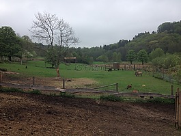 动物,公园,性质