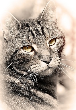 猫,动物,国内的猫