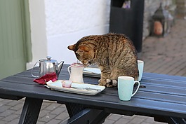爱尔兰,猫,咖啡