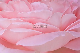 玫瑰,玫瑰绽放,叶子