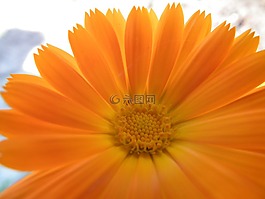 花卉,橙色,金盏花