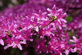 本地的花,开花,国家杜鹃花园