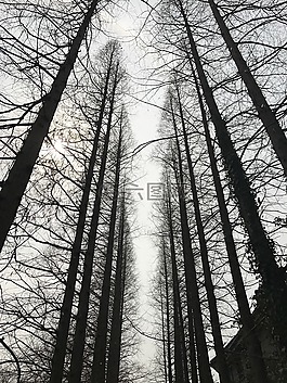 扬州,森林公园,树林
