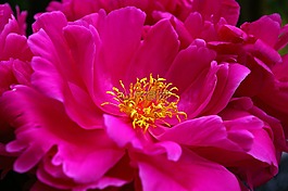 牡丹,春天,开花