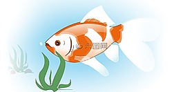 鱼,黄金鱼,金鱼