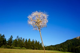 蒲公英,蓝色,天空