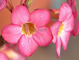花,罗莎,鲜花