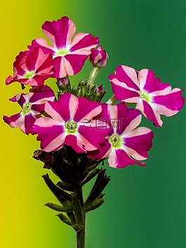矮牵牛,花,宏