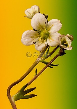 花,宏,颜色