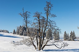 冬天,雪,树