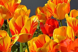郁金香,郁金香花,鲜花