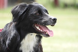 边境牧羊犬,牧羊犬,牛狗