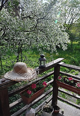 春天,希夫纳尔樱桃,帽子