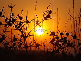 东,太阳,荆棘