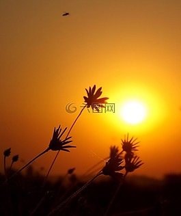 东,太阳,草