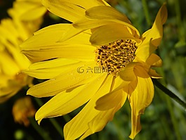 花,黄,工厂