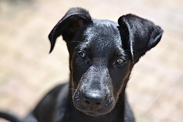 交易所beauceron,看看,小狗