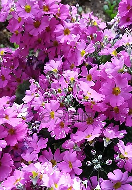 春色,报春花,植物