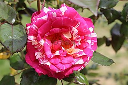 五彩粉红色,粉色,五彩缤纷
