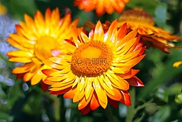 italicum,秸秆花,鲜花