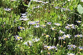 鲜花,性质,小花