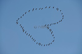 鸟,天空,心