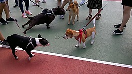 小狗,狗,宠物狗