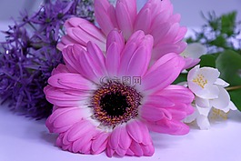 非洲菊,花,鲜花