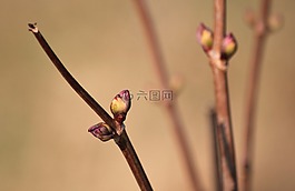 芽,春天,分支机构