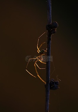 蜘蛛,凯西,光