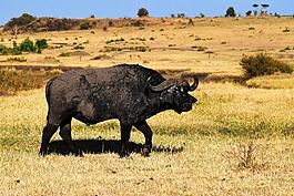 wildbull,野生动物,非洲