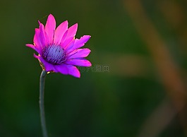 菊,花卉,mov
