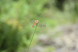 蜻蜓,昆虫,动物