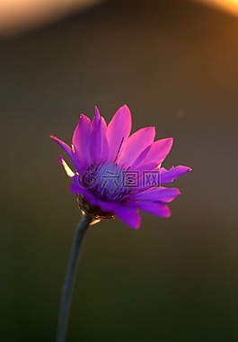 菊,花卉,mov
