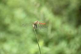 蜻蜓,昆虫,动物
