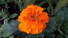 金盏花,橙色金盏花,鲜花
