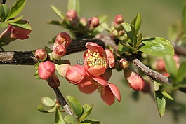 日本海棠,花卉,性质