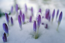 花,性质,花瓣