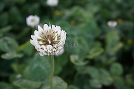 苜,野花,春