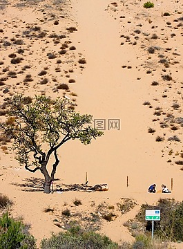 阿雷纳,沙漠,树